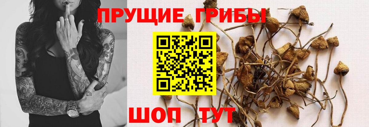 Псилоцибиновые грибы Psilocybine cubensis Шатура